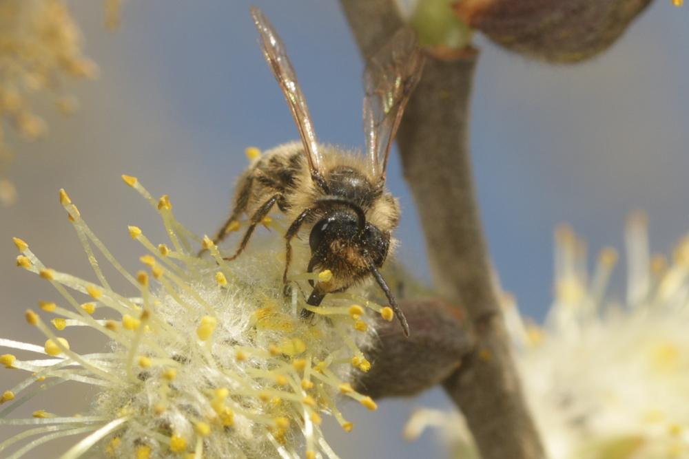 Andrena Fabricius, 1775