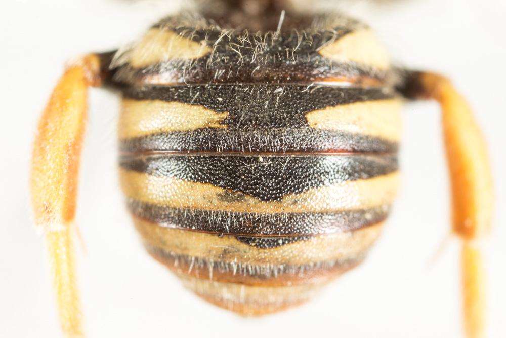  Trachusa integra (Eversmann, 1852)
