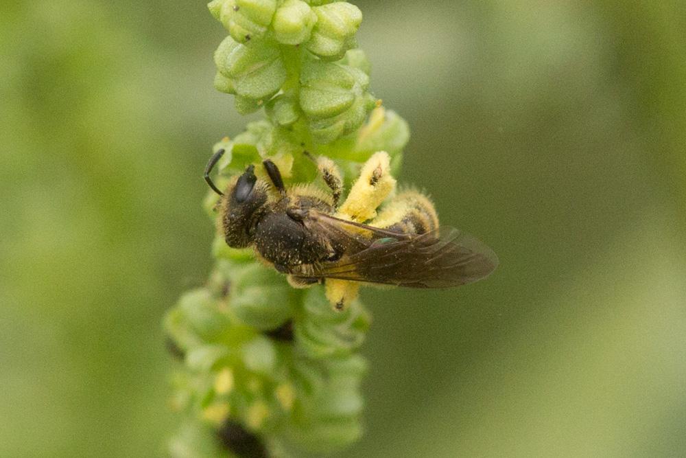 Lasioglossum malachurum (Kirby, 1802)