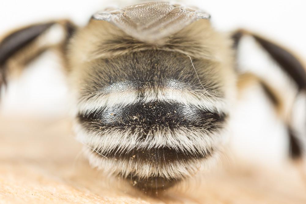 Anthophore à pattes rousses Anthophora fulvitarsis Brullé, 1832