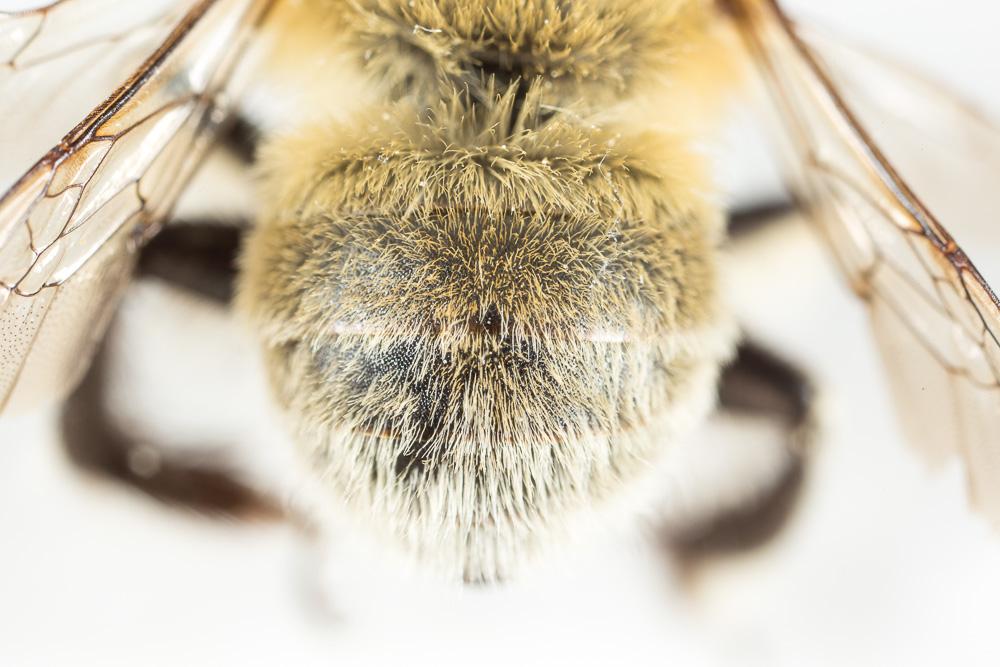 Anthophore gauloise Anthophora gallica Dalla Torre & Friese, 1895