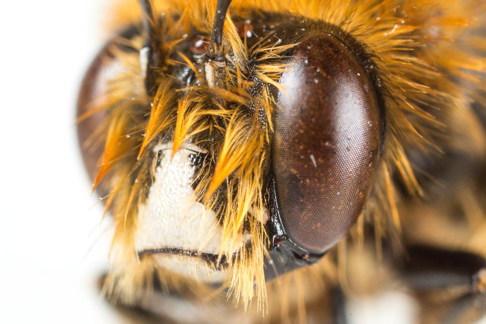 Anthophore à bandelettes Anthophora nigrovittata Dours, 1869