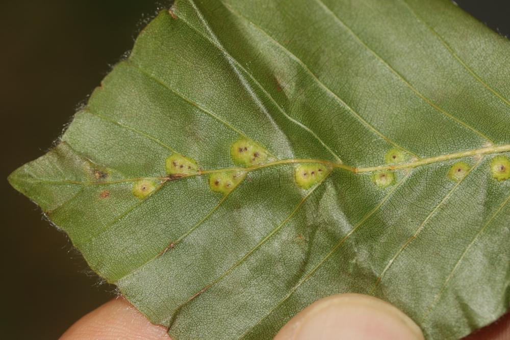 Hartigiola annulipes (Hartig, 1839)