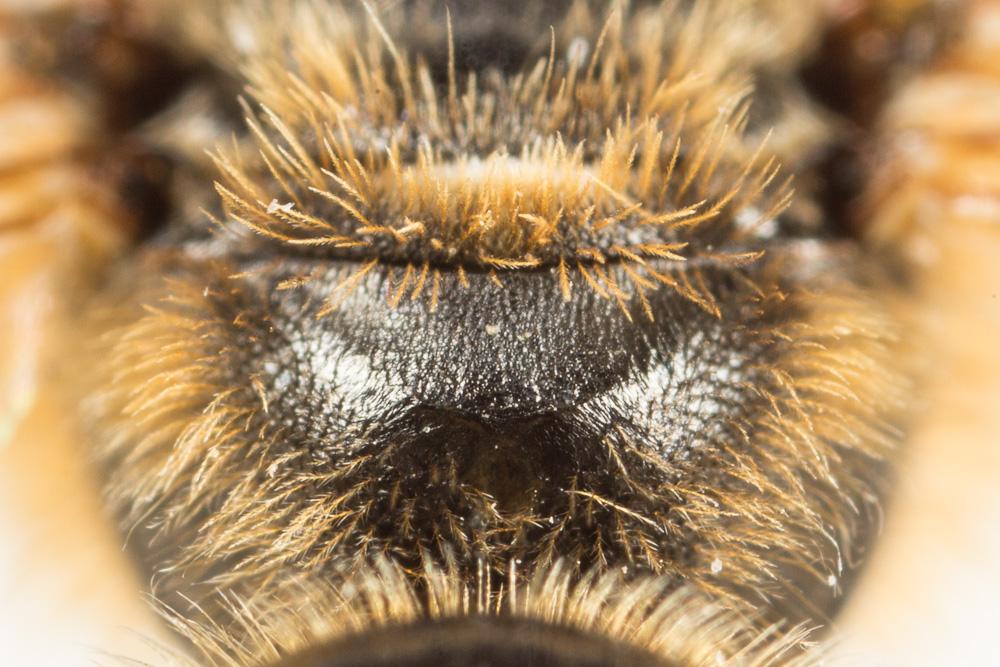  Lasioglossum xanthopus (Kirby, 1802)