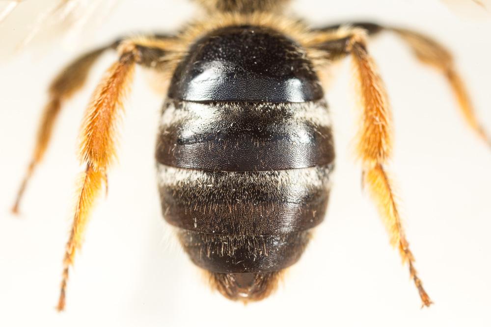 Lasioglossum xanthopus (Kirby, 1802)