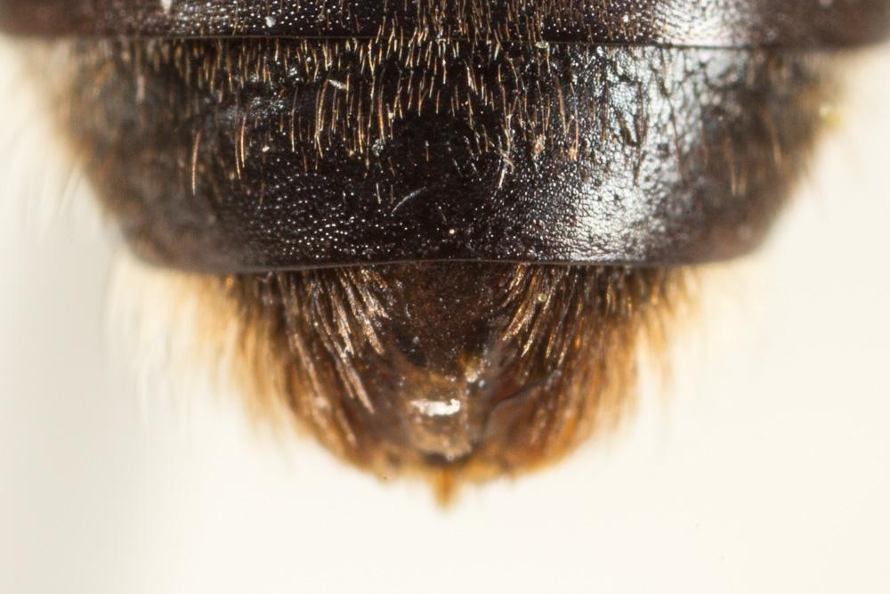 Lasioglossum xanthopus (Kirby, 1802)