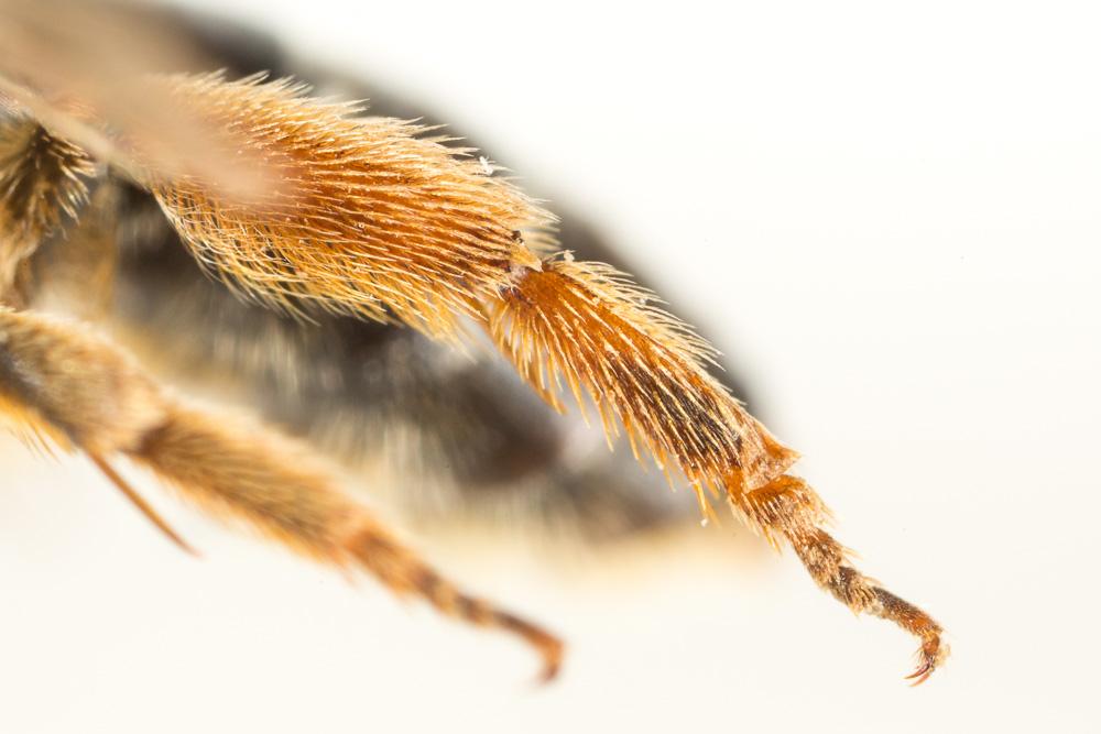 Lasioglossum xanthopus (Kirby, 1802)