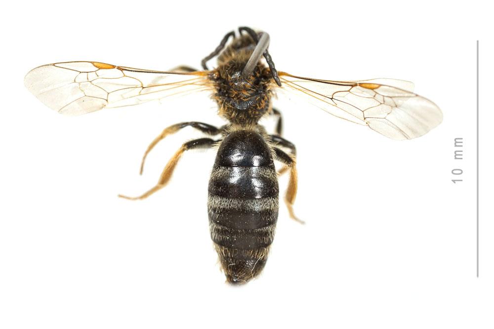 Lasioglossum xanthopus (Kirby, 1802)
