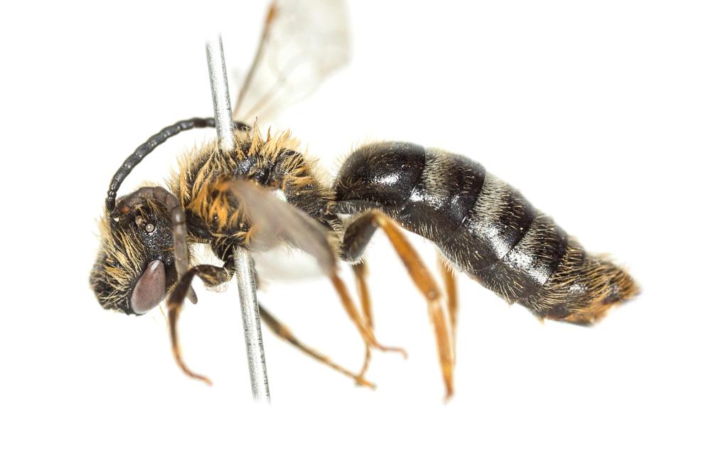 Lasioglossum xanthopus (Kirby, 1802)