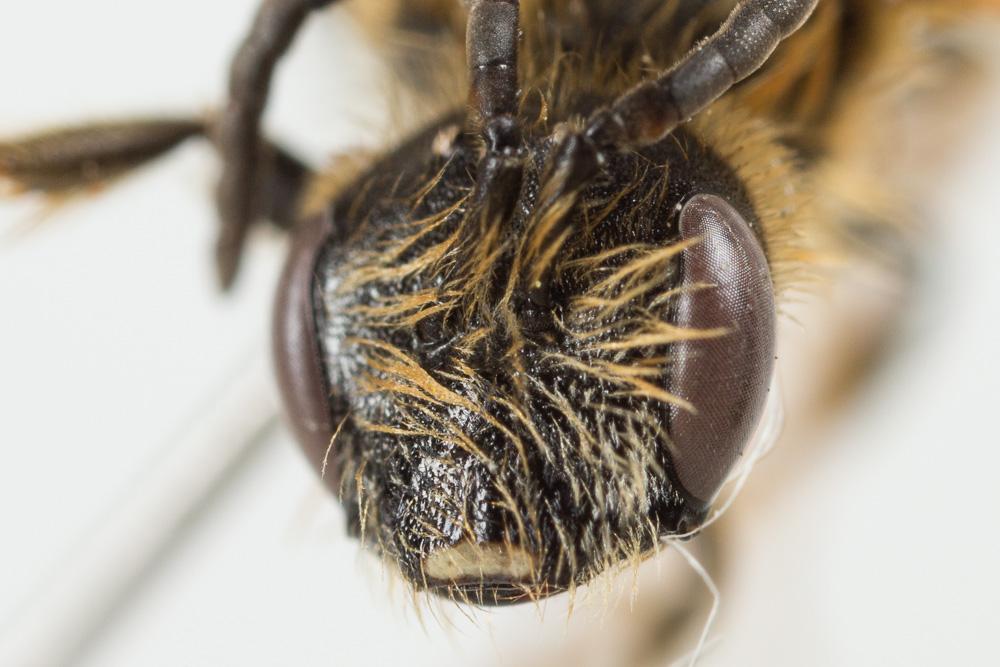  Lasioglossum xanthopus (Kirby, 1802)