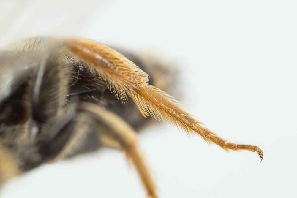  Lasioglossum xanthopus (Kirby, 1802)