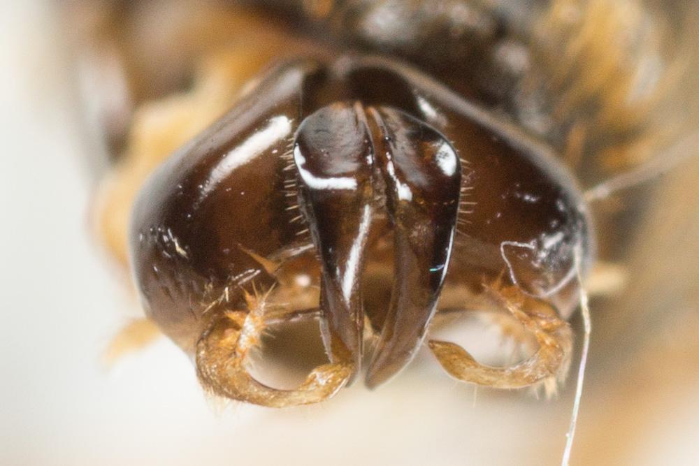  Lasioglossum xanthopus (Kirby, 1802)