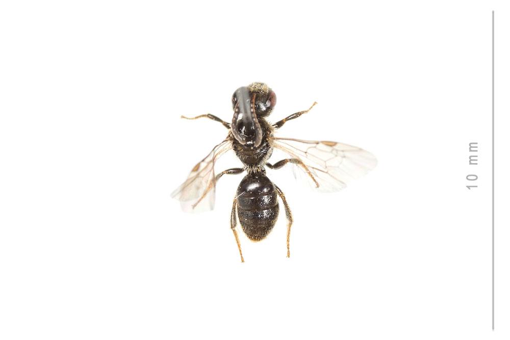Le  Lasioglossum villosulum (Kirby, 1802)