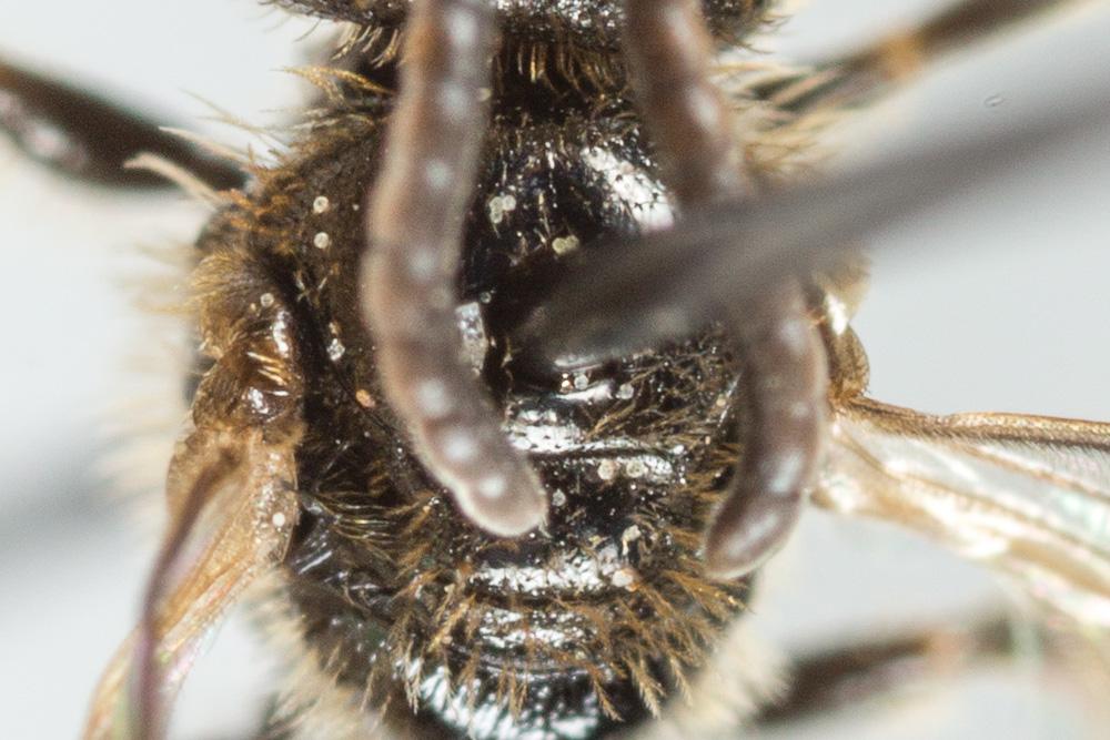  Lasioglossum villosulum (Kirby, 1802)