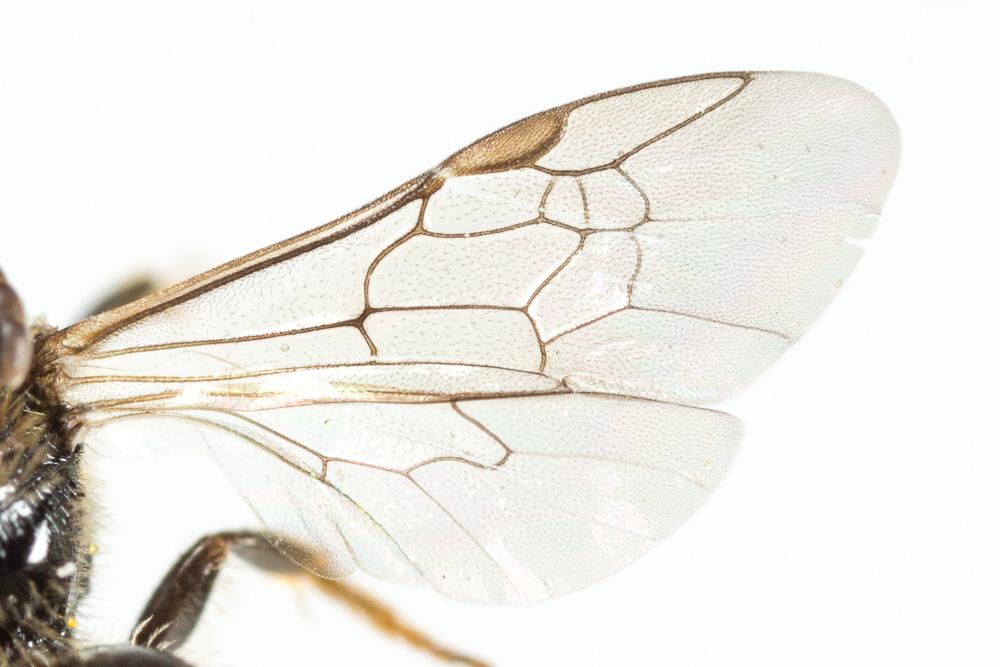 Le  Lasioglossum villosulum (Kirby, 1802)
