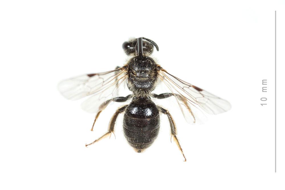 Lasioglossum villosulum (Kirby, 1802)