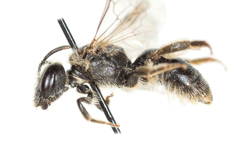  Lasioglossum villosulum (Kirby, 1802)