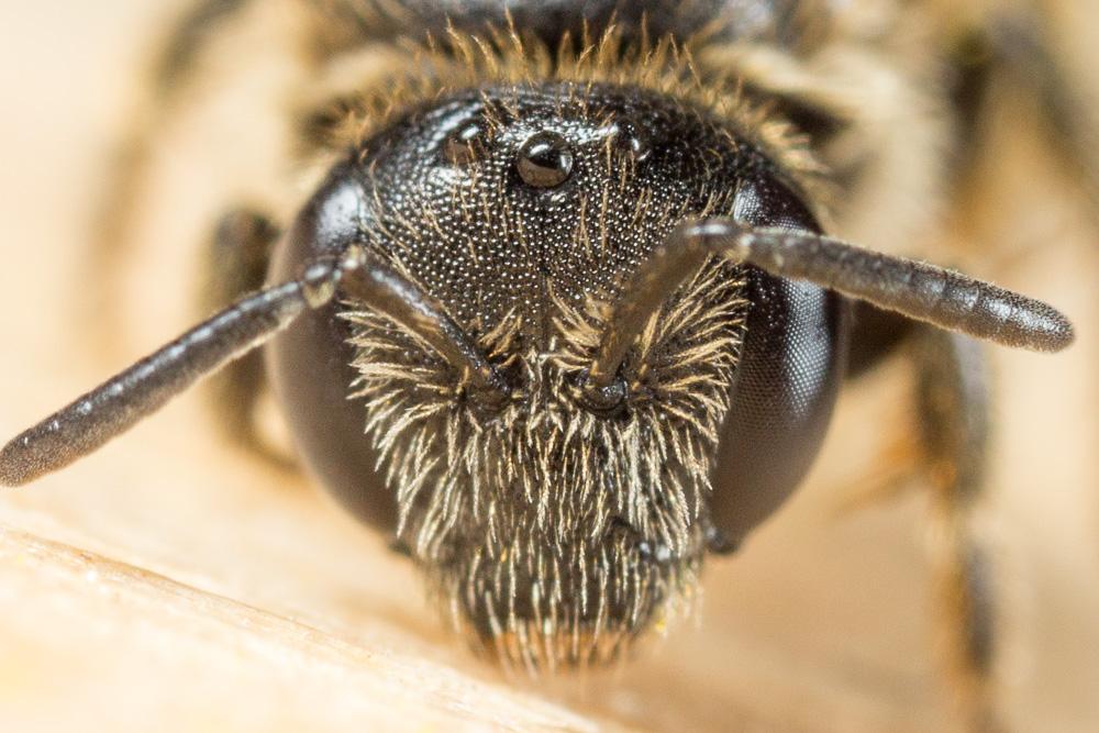 Lasioglossum villosulum (Kirby, 1802)