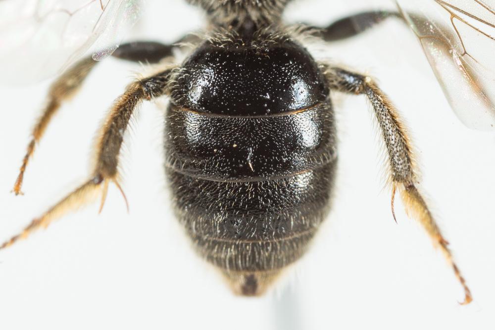 Lasioglossum villosulum (Kirby, 1802)