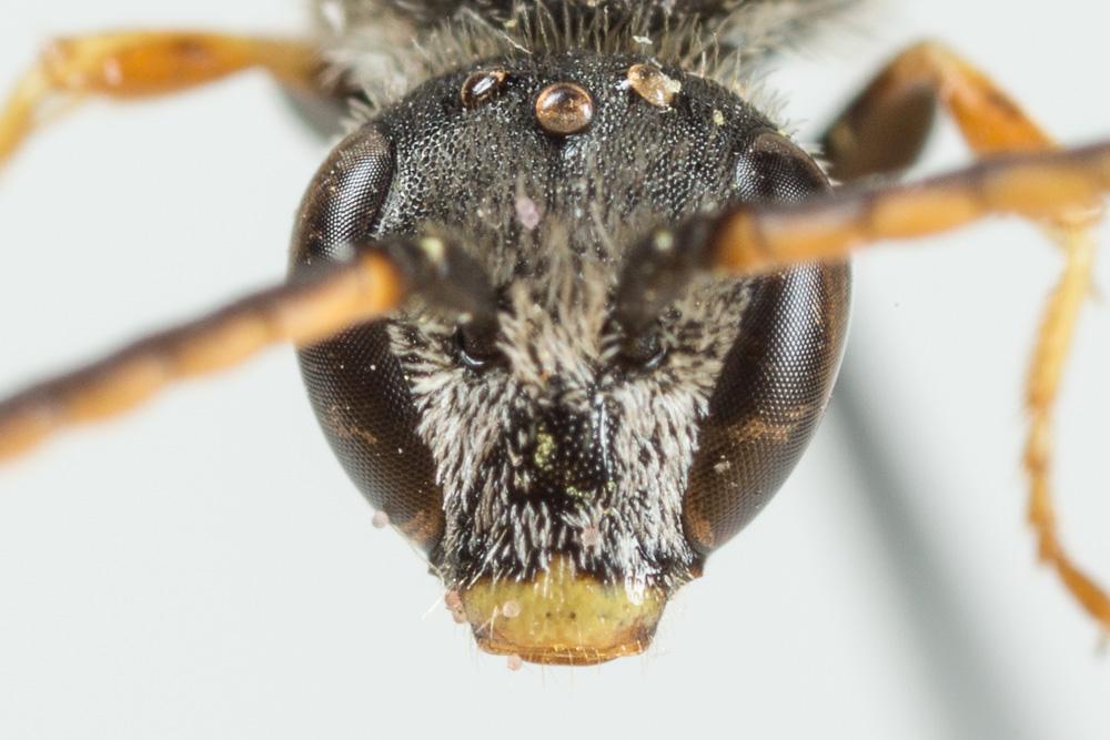 Lasioglossum tricinctum (Schenck, 1874)