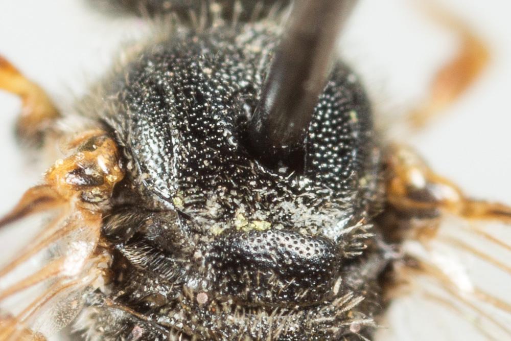  Lasioglossum tricinctum (Schenck, 1874)