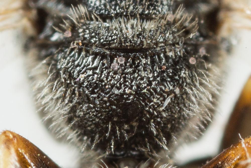 Lasioglossum tricinctum (Schenck, 1874)