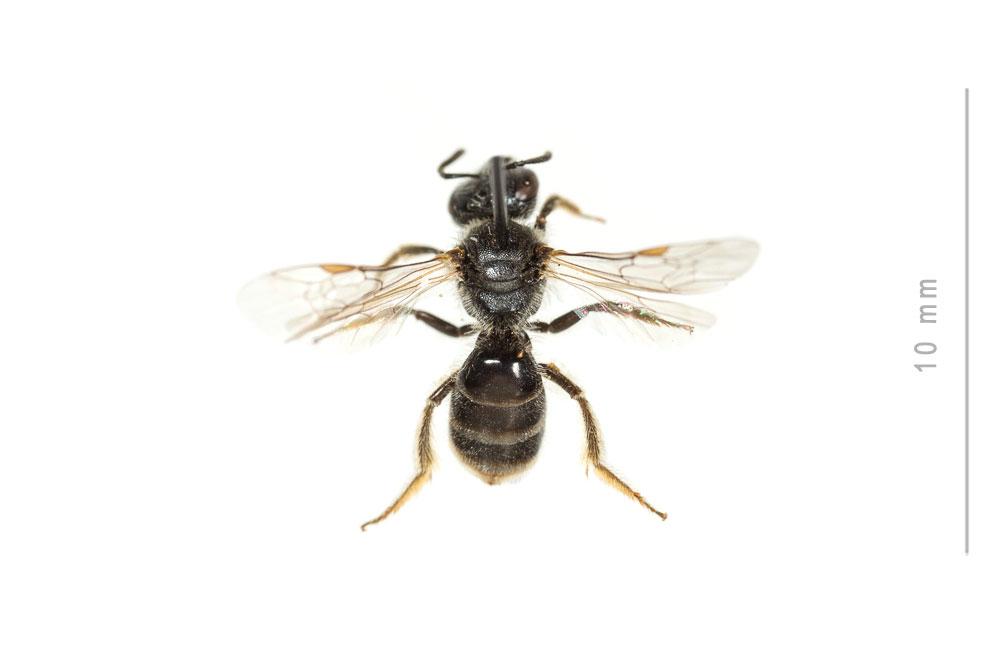  Lasioglossum subhirtum (Lepeletier, 1841)