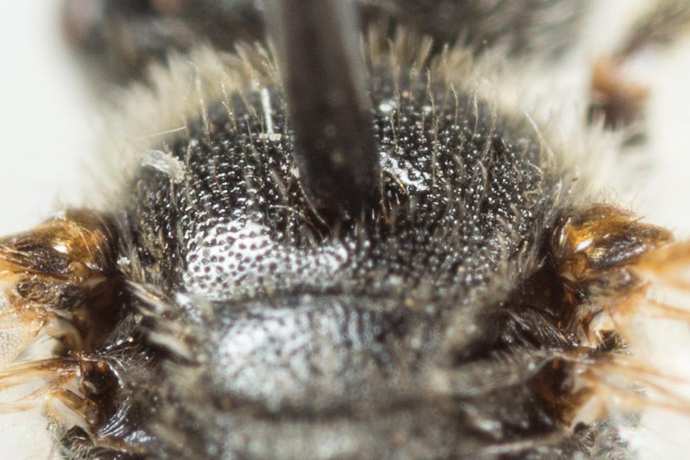  Lasioglossum subhirtum (Lepeletier, 1841)