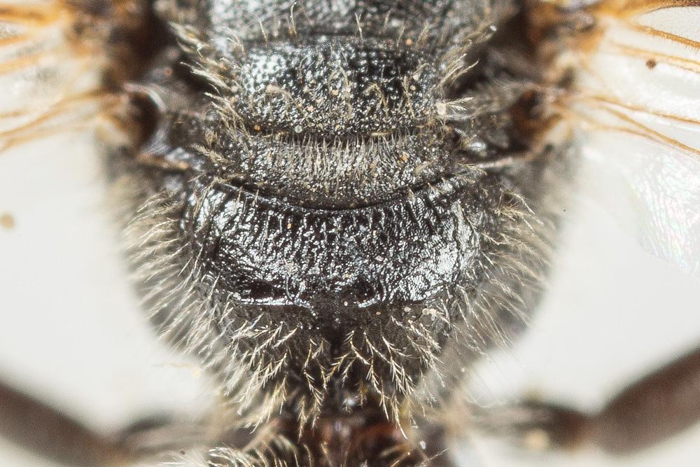  Lasioglossum subhirtum (Lepeletier, 1841)