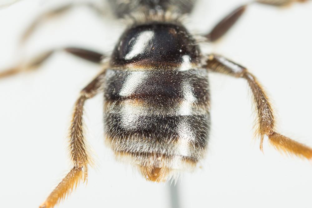  Lasioglossum subhirtum (Lepeletier, 1841)
