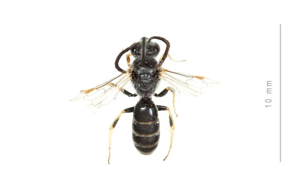 Lasioglossum subhirtum (Lepeletier, 1841)