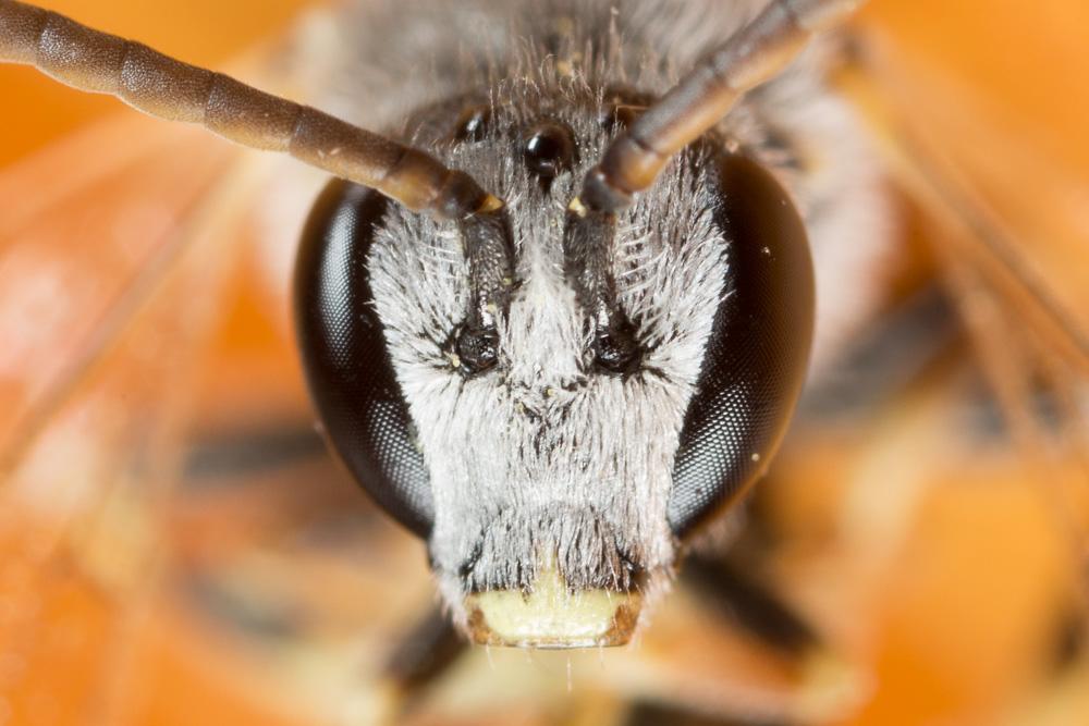  Lasioglossum subhirtum (Lepeletier, 1841)