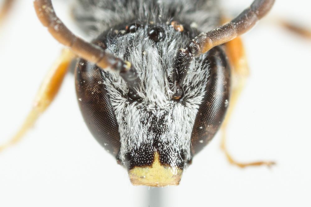  Lasioglossum subhirtum (Lepeletier, 1841)
