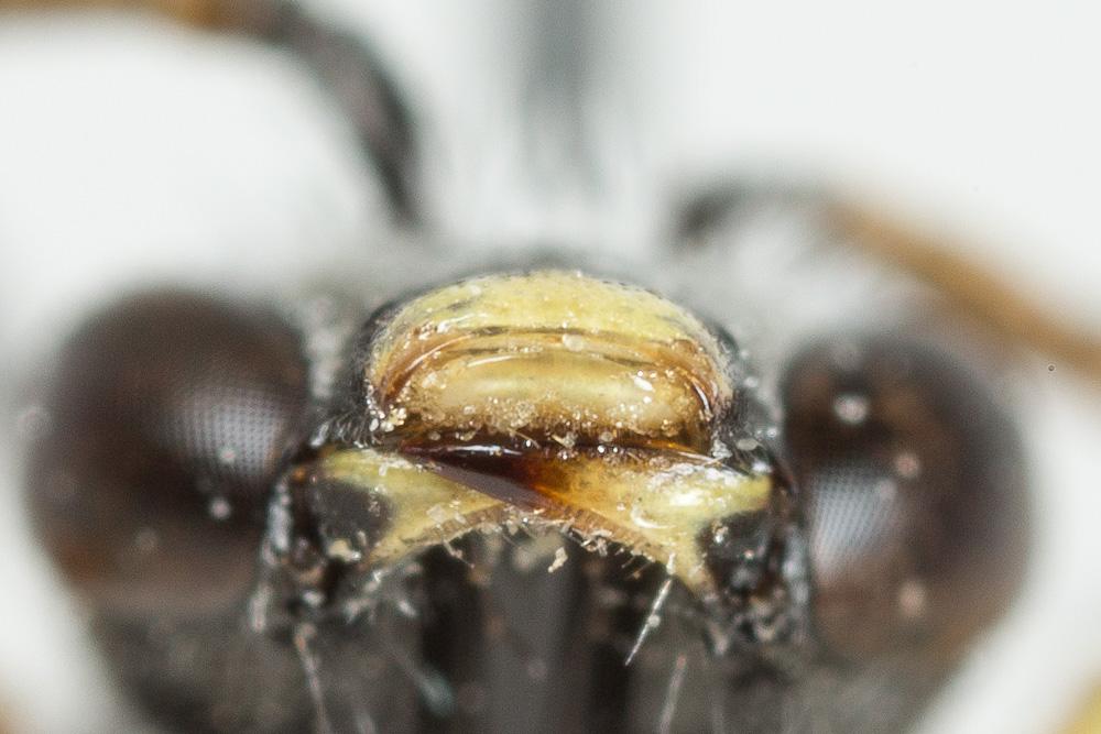 Lasioglossum subhirtum (Lepeletier, 1841)