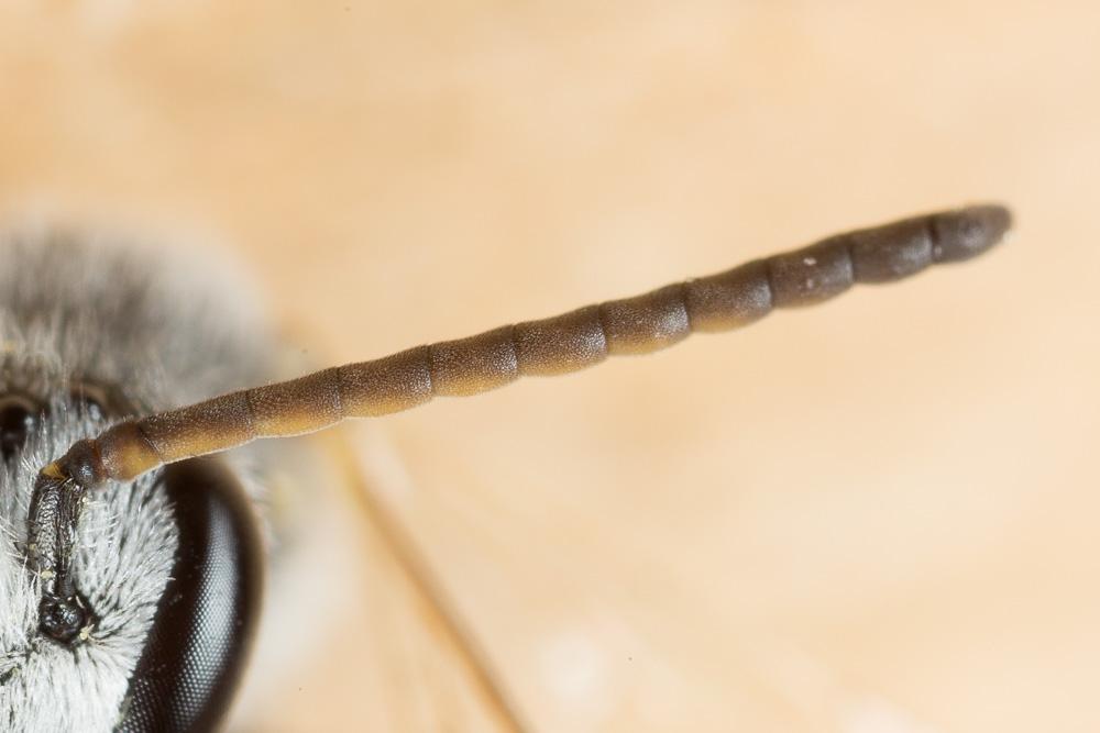  Lasioglossum subhirtum (Lepeletier, 1841)