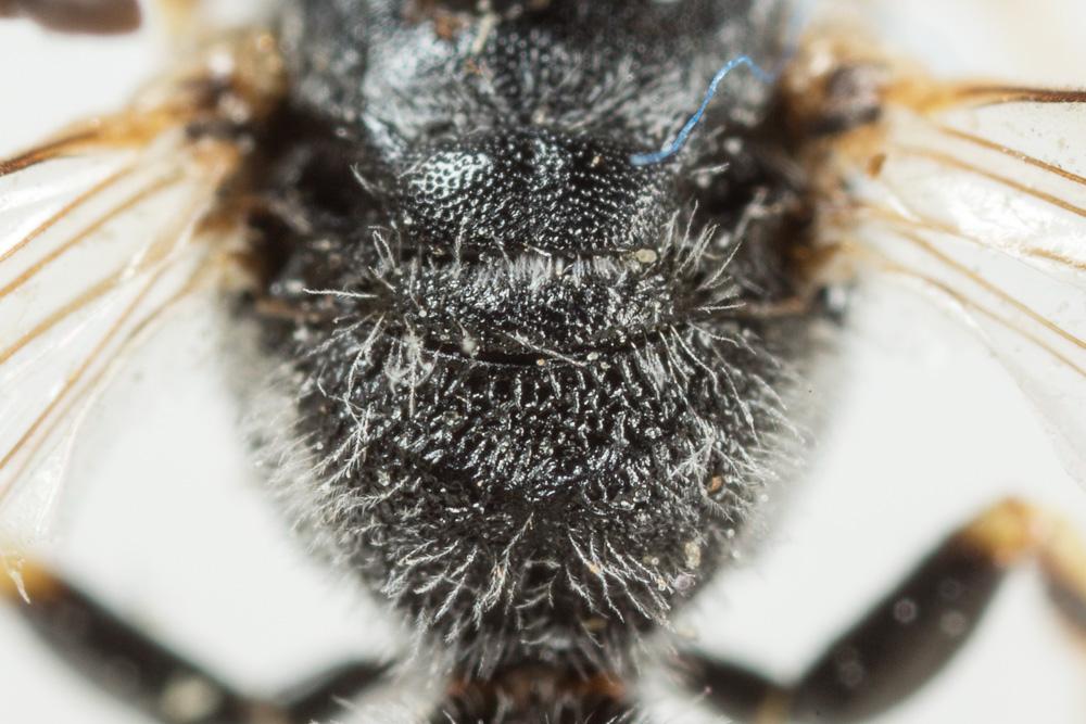  Lasioglossum subhirtum (Lepeletier, 1841)