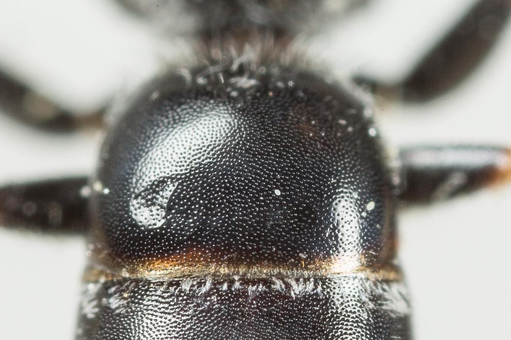  Lasioglossum subhirtum (Lepeletier, 1841)