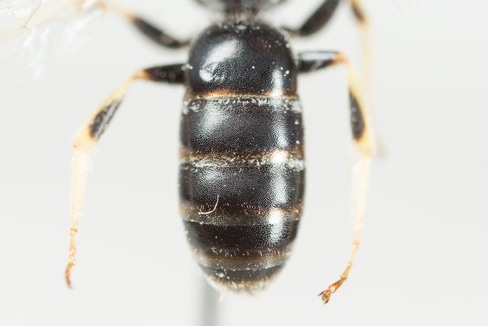  Lasioglossum subhirtum (Lepeletier, 1841)