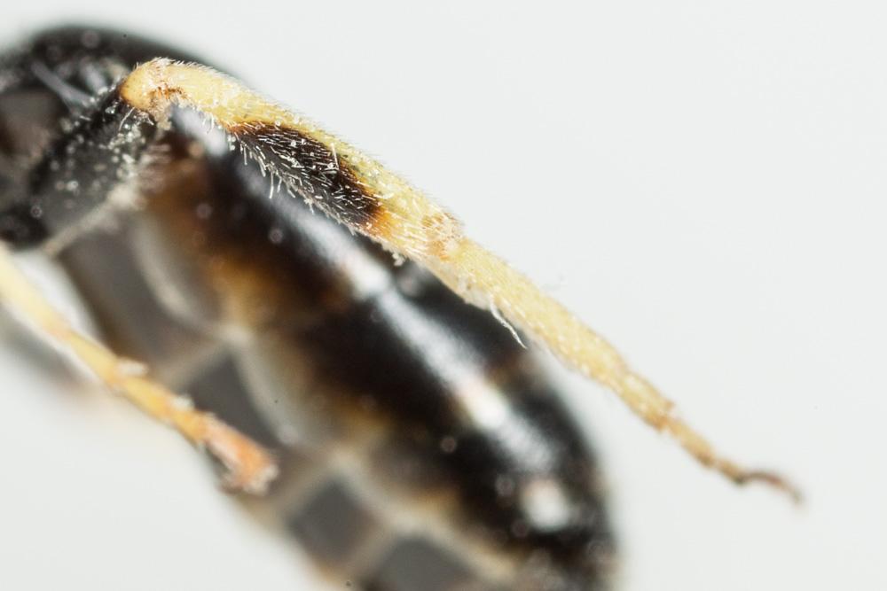 Lasioglossum subhirtum (Lepeletier, 1841)