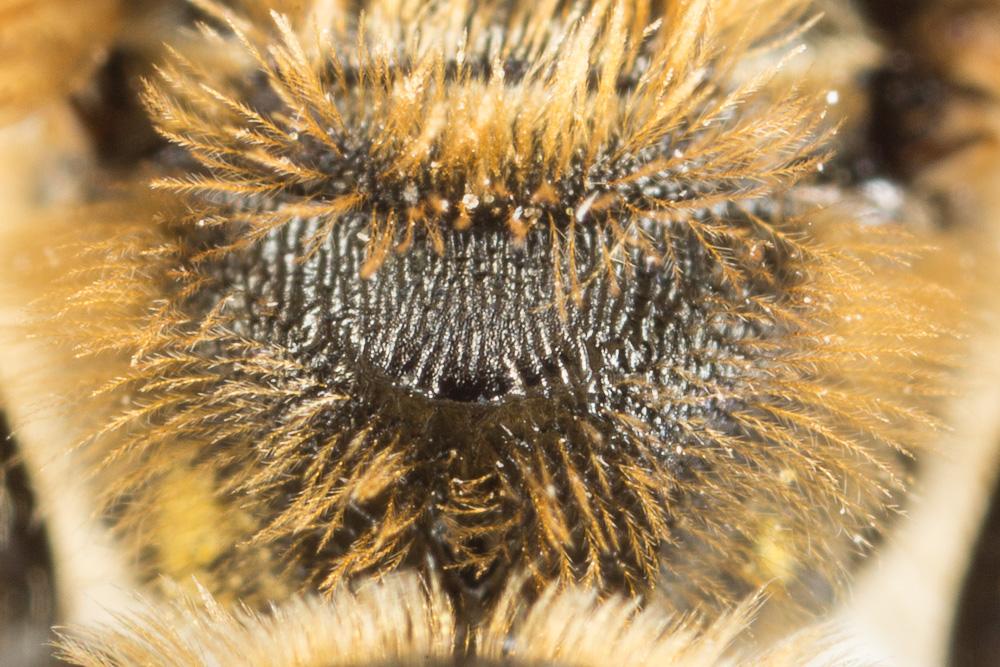 Lasioglossum subfasciatum (Imhoff, 1832)