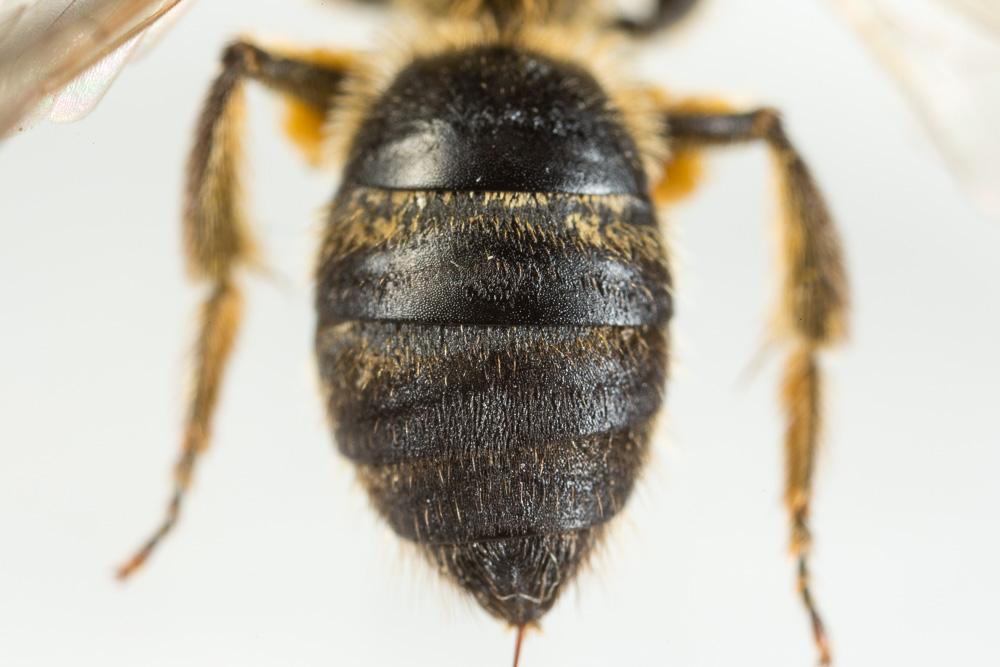 Lasioglossum subfasciatum (Imhoff, 1832)