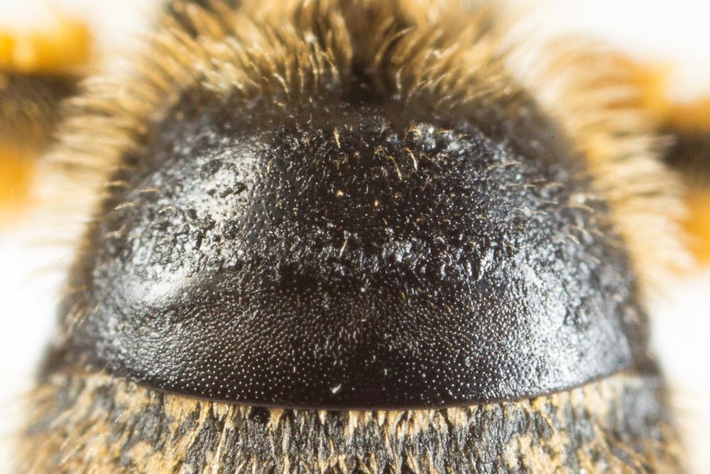  Lasioglossum subfasciatum (Imhoff, 1832)