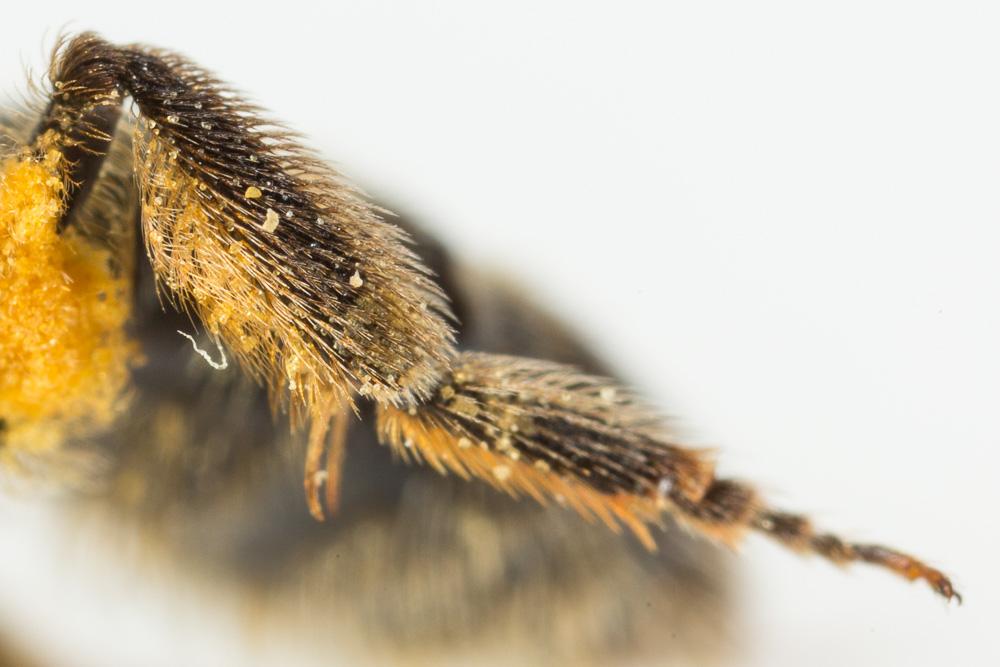 Lasioglossum subfasciatum (Imhoff, 1832)