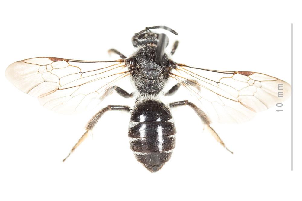 Lasioglossum sexnotatum (Kirby, 1802)
