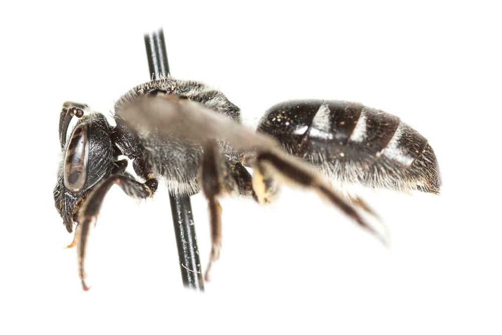  Lasioglossum sexnotatum (Kirby, 1802)