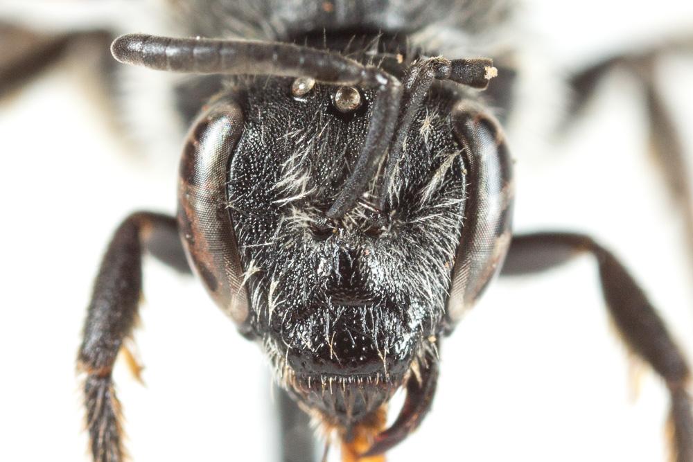  Lasioglossum sexnotatum (Kirby, 1802)