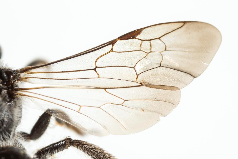  Lasioglossum sexnotatum (Kirby, 1802)