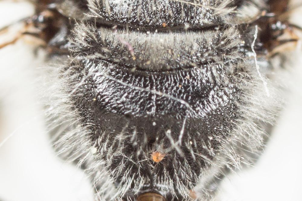  Lasioglossum sexnotatum (Kirby, 1802)