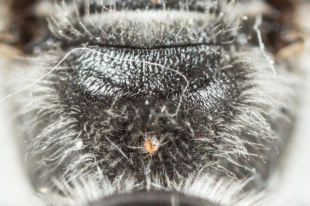  Lasioglossum sexnotatum (Kirby, 1802)