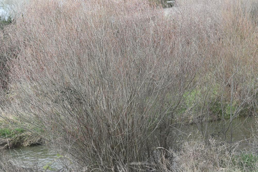 Osier rouge, Osier pourpre Salix purpurea L., 1753